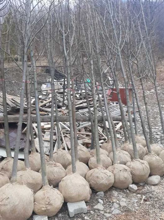 Mesteacan Alb Betula