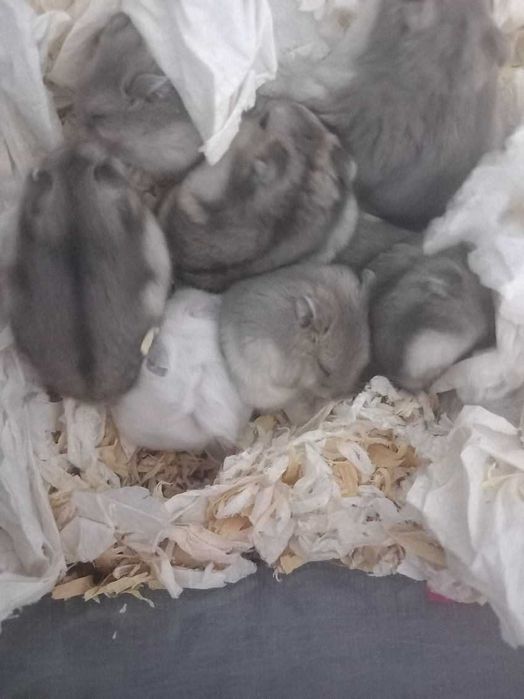 pui hamsteri gri, maro, alb