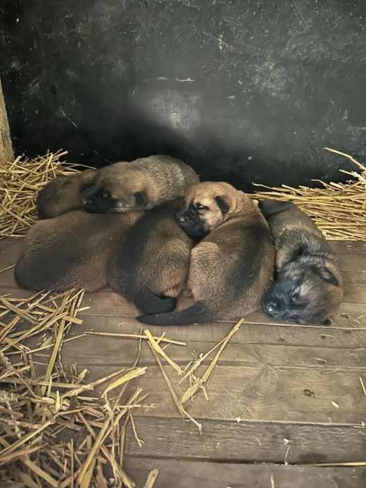 Продавам Немски и белгийски овчарки