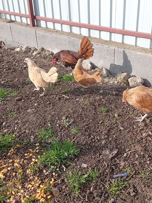 Vând 6 puicuțe rasa Sebright și 3 Cocoși  de anu asta !!!