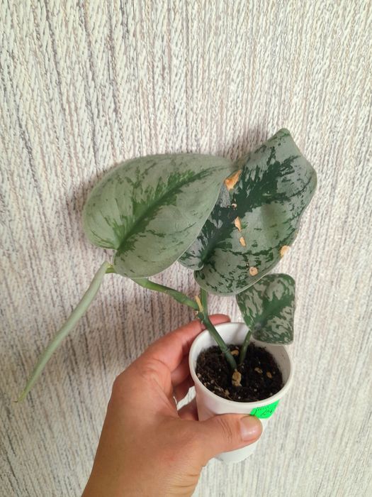 Сциндапсус Треби