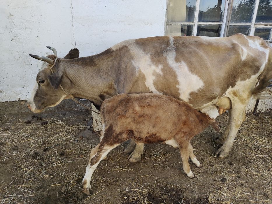 Сиыр бұзауымен 400000 теңге