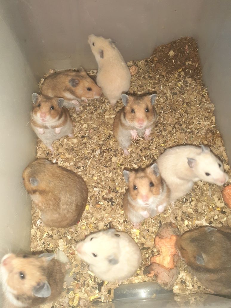 Xamyak qulga urgatilgan