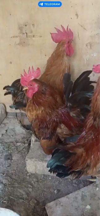 Япон жужа хурозлар домашный петухи