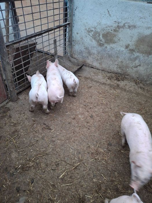 Продавам малки прасенца месодайна порода!