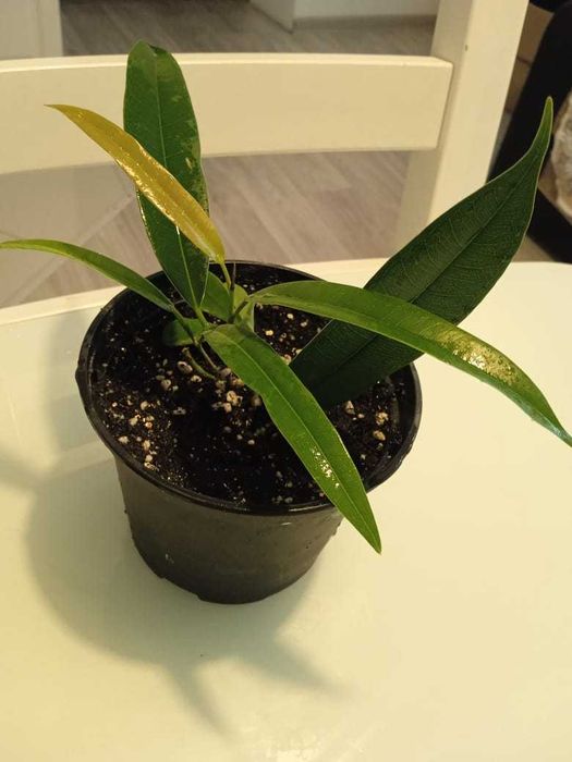 Продам фикус али амстел кинг и фикус али грин голд