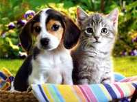 Ofer servicii pet sitting/plimbare/îngrijire animale de companie
