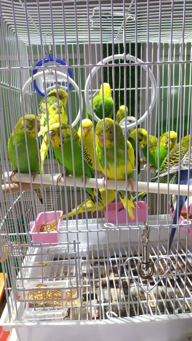 Волнистые попугаи птенцы