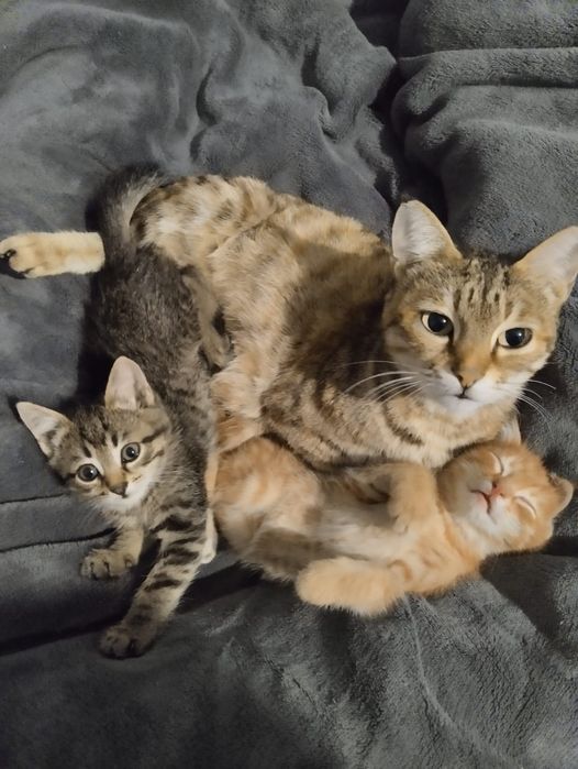 Котята бесплатно