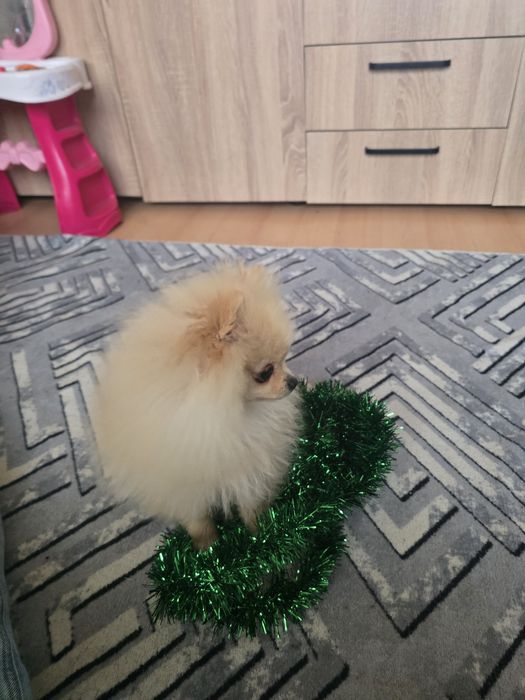 Женски померан на 5 месеца