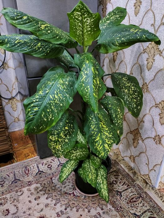 Шеффлера. Есть доставка