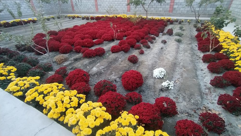 Optim gullar dastavkasi bor