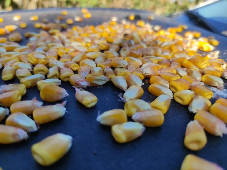 Porumb 2025 dekalb