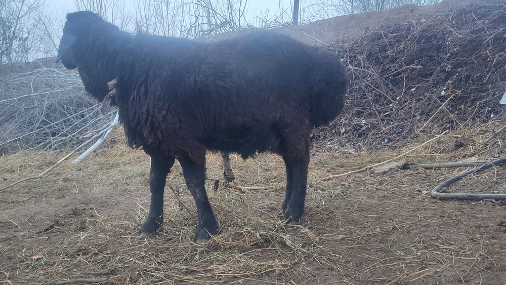 Quchqorlar zottor kelib kurib olib ketingizlar