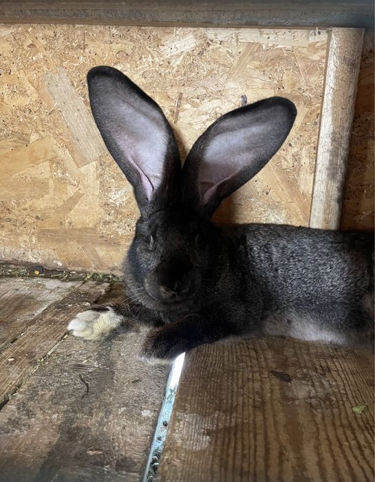 Tineret de urias german vacinati