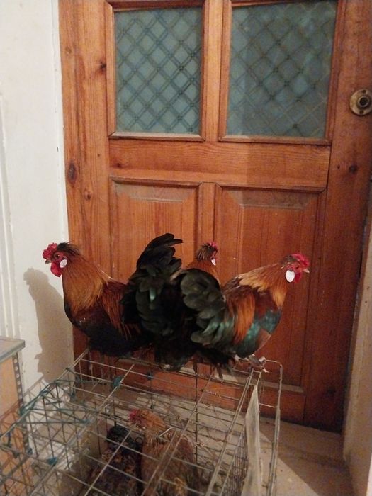 Япон хороз ва товуклар