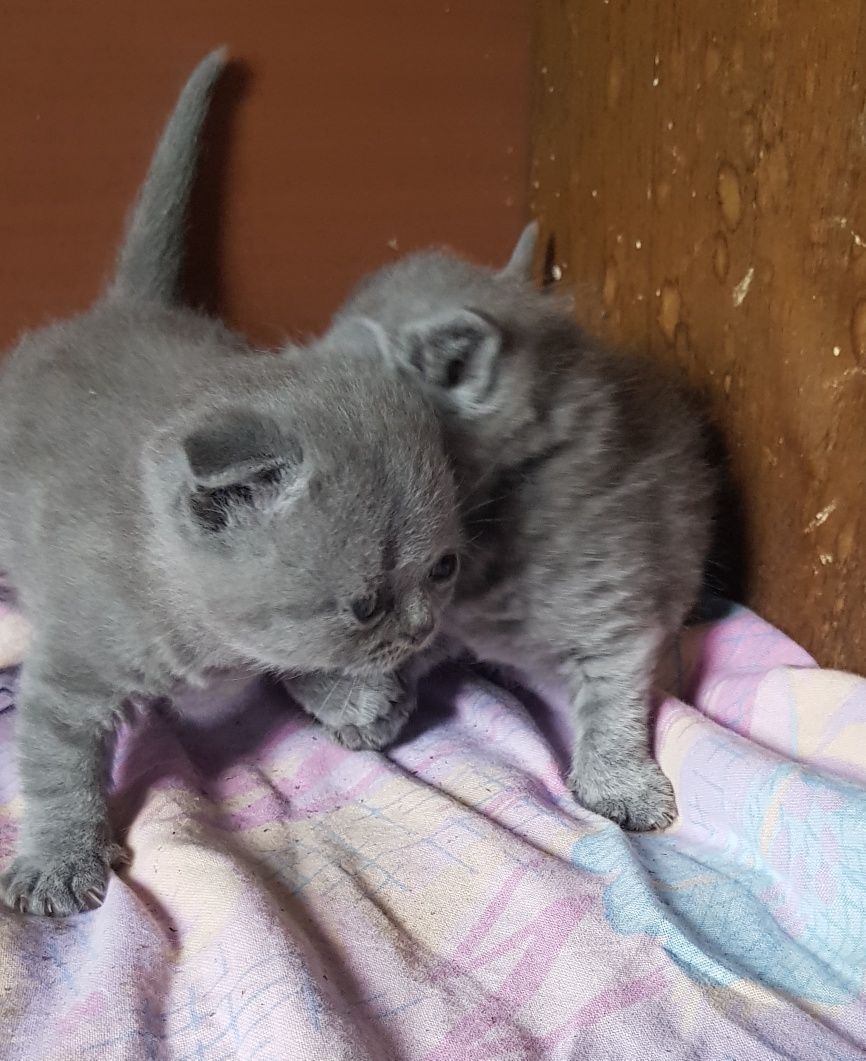 Британски котета