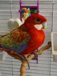 Rosella de vanzare
