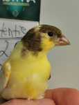 Canari și cănărițe Roller Suceava