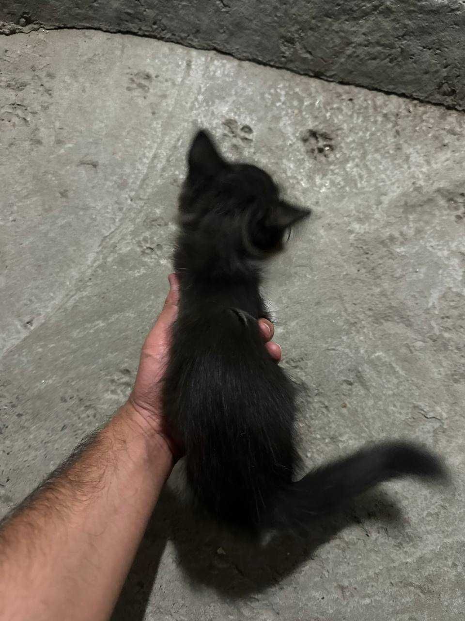 Котенок уличный / красивый