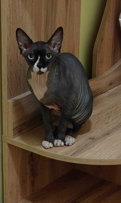 Pisica Sphinx femelă