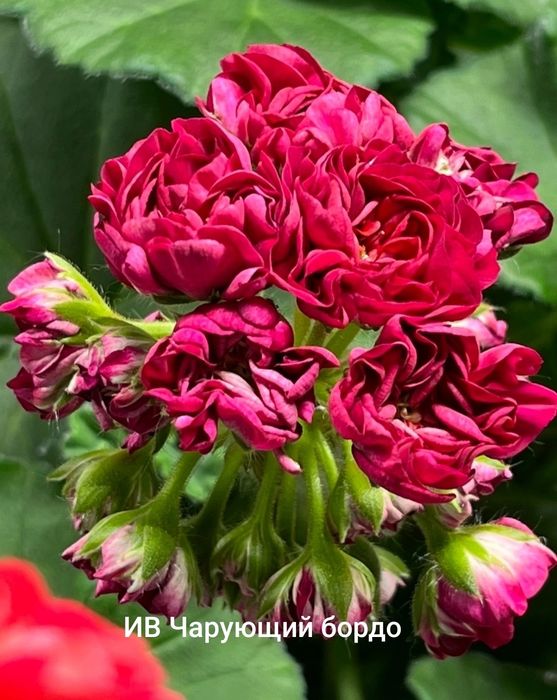 Укорененные пеларгонии