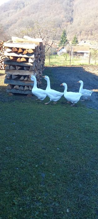 Gaste Holmogor + Metis