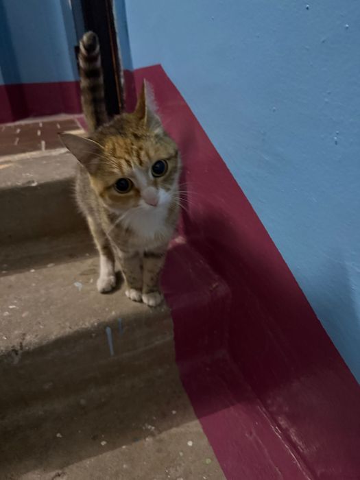 Кошечка ищет дом