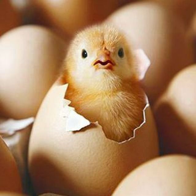 Инкубатор хизматини килиб берамиз