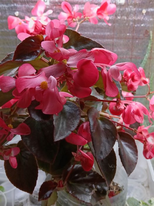 Вечноцветущие бегонии