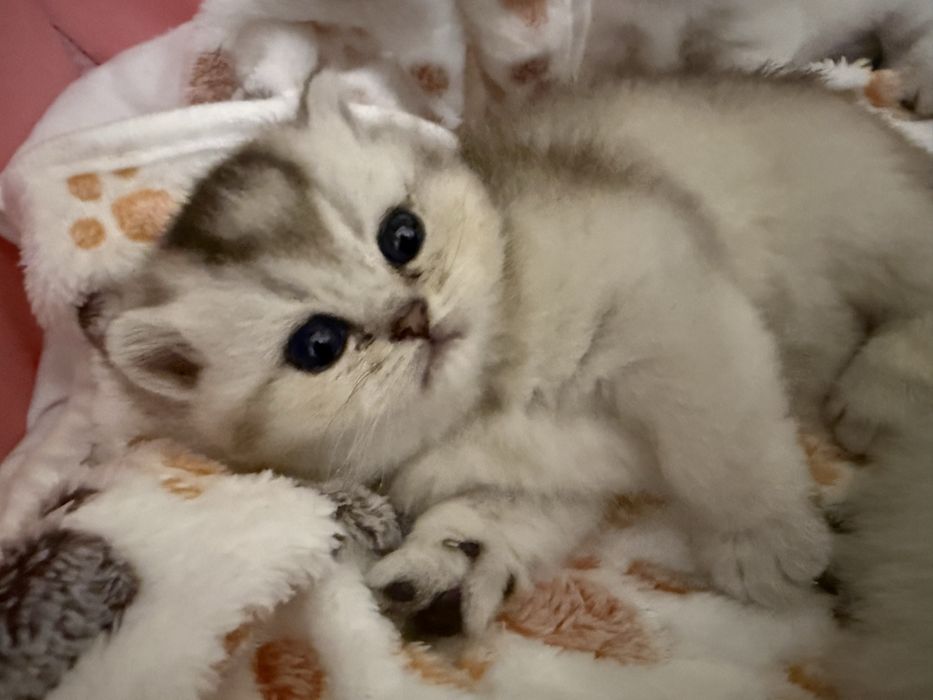 De vanzare British chinchila silver cu british golden