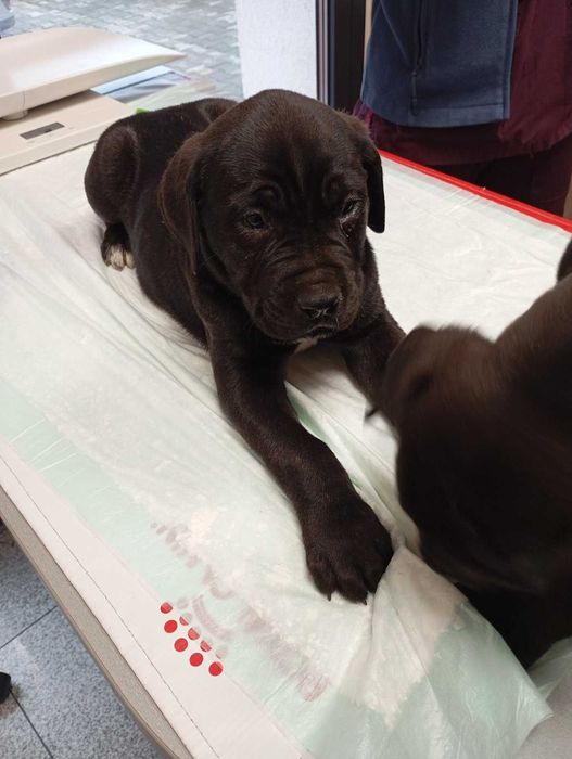 Продавам Кане Корсота