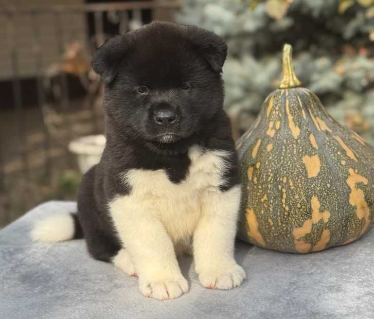Прекрасный щенок Американской Акиты ищет свою семью!