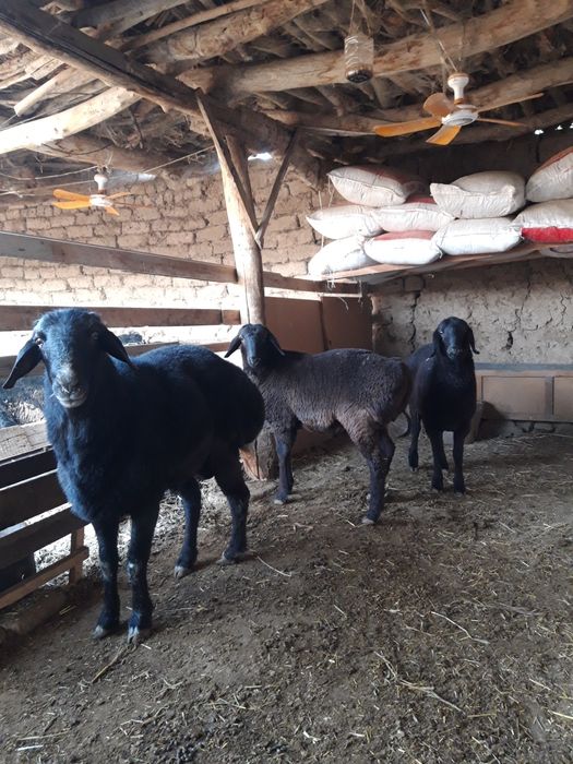 хисори куйлар кучкори бл