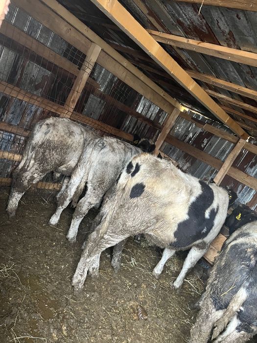 Vând 5 vițele și 3 Taurasi