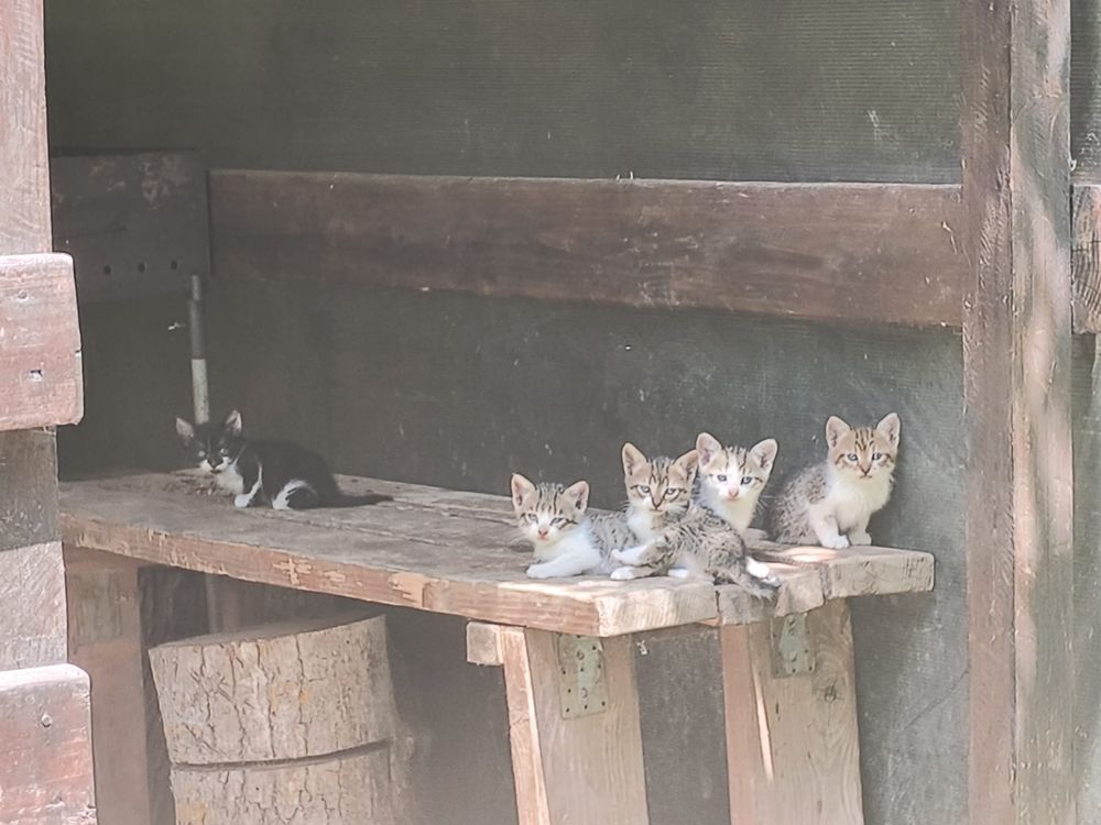 Pui de pisicuta 2 luni