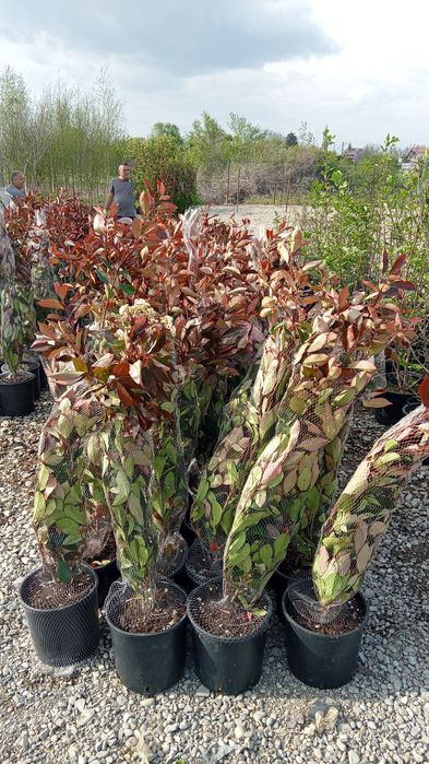 Plante ornamentale la ghiveci