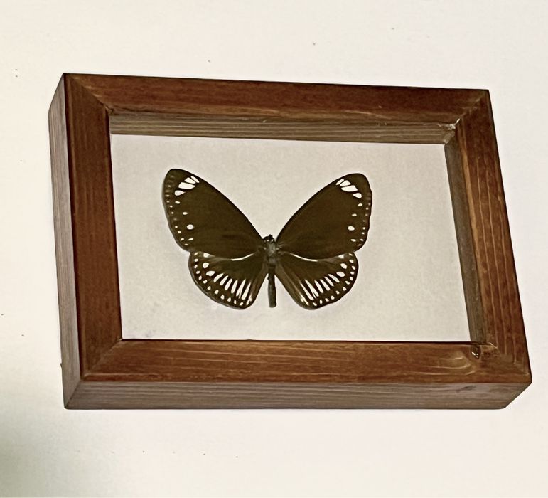 Колекция пеперуди насекоми