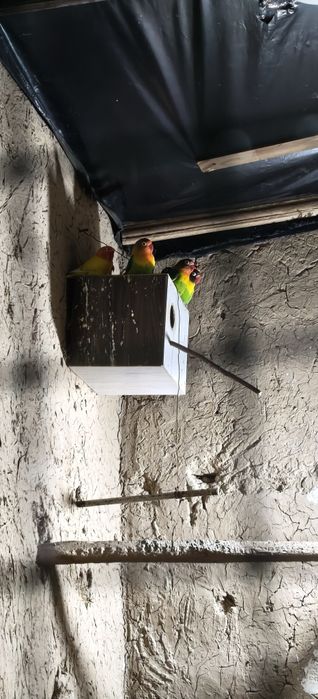 неразлучники тутила сотилади соглом