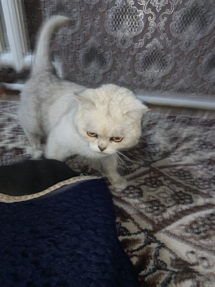 Shinshilla 7 oylik ugʻil bola sogʻlom toza qon 250$ kelishtriladi