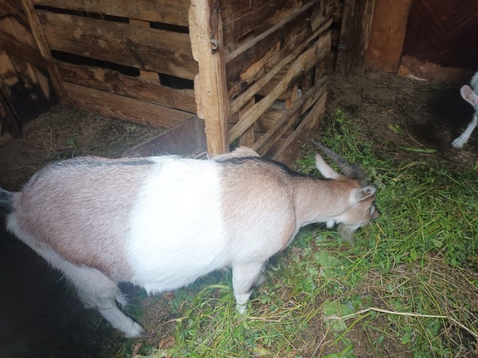 Capre saanen metish un țap 3 capri disponibile