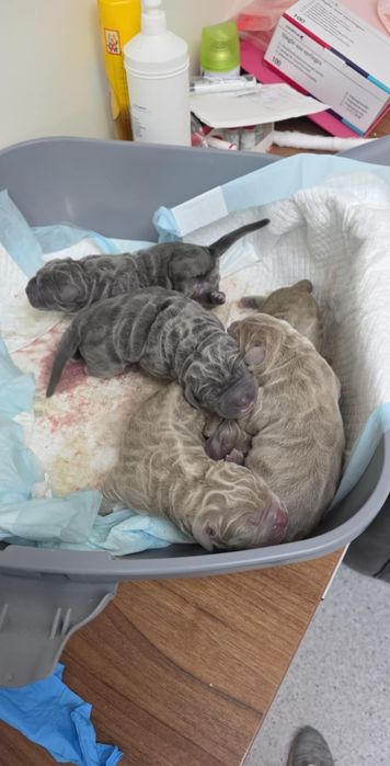 Pui Mastino Napoletano