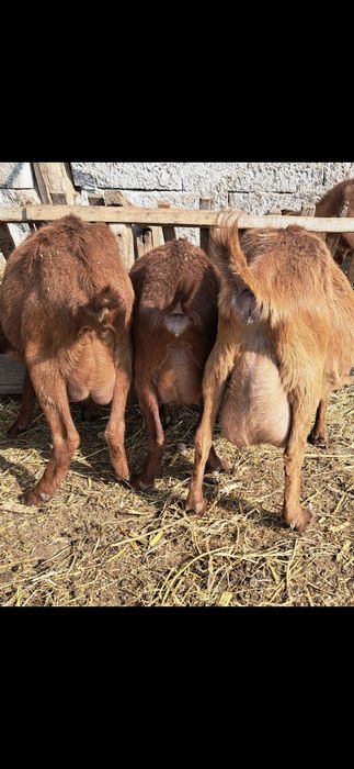 Vând Capre Murciano Granadina