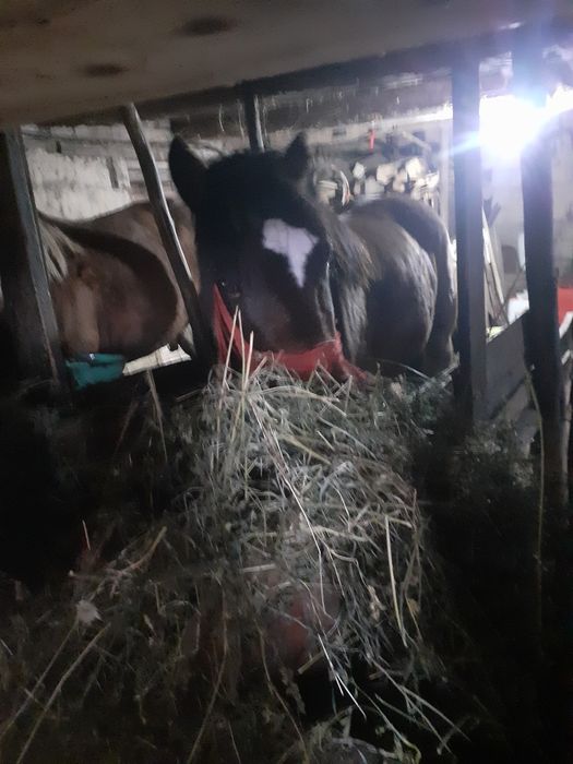 Vand manza de un an și 5 luni