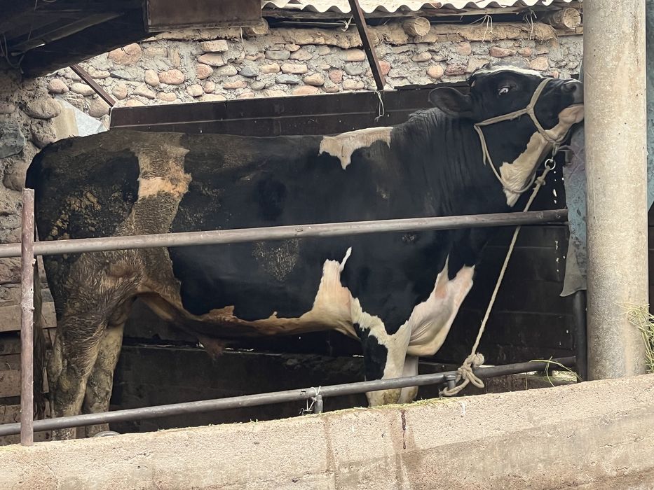 продаю бычка можно на породу 2 года