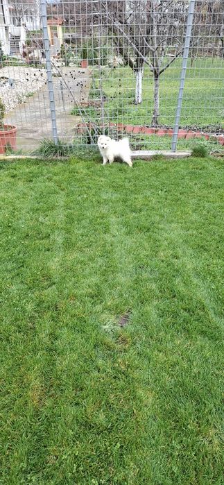 Продавам Среден шпиц