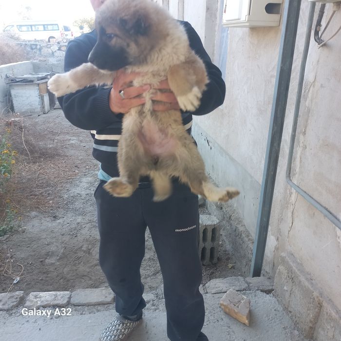 Кавказский щенок девочка