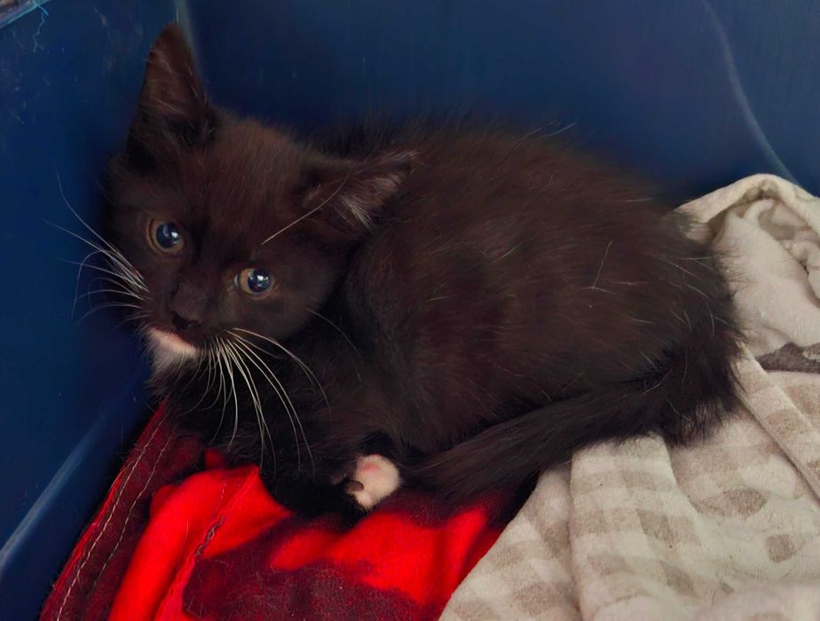 Adoptie pui de pisica negru Fernando