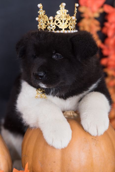 Шикарные щенки Американской Акиты