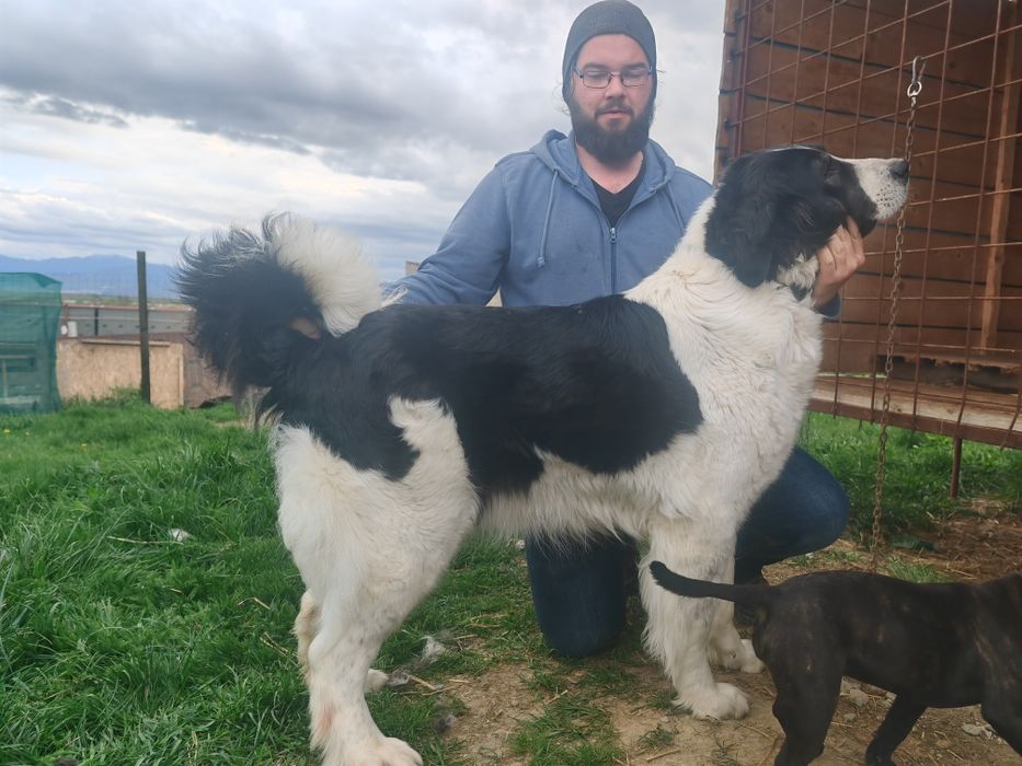 Ciobanesc de Bucovina